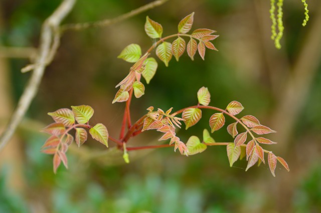 漆の新芽